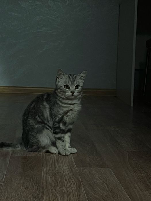 продам котенка девочку 5 месяцев