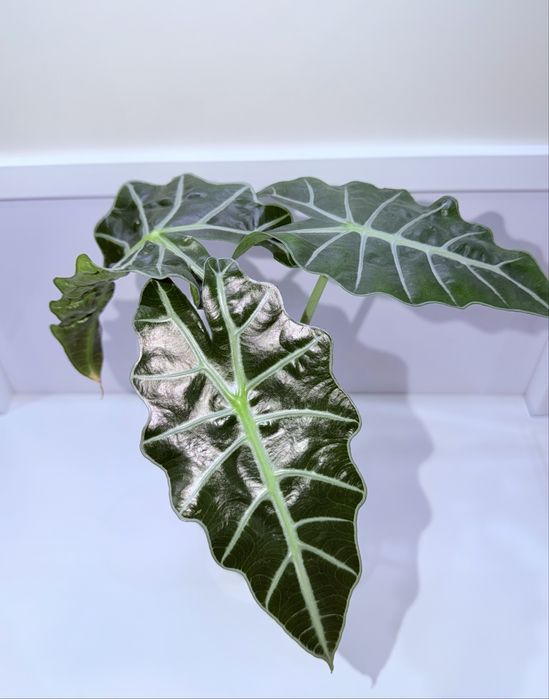 Алоказия, комнатные растения, комнатные цветы