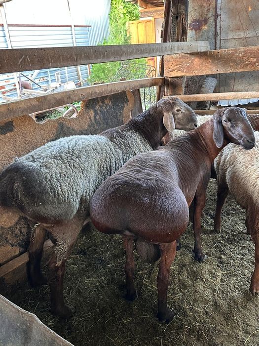 Гиссар қошқарлар сатылады