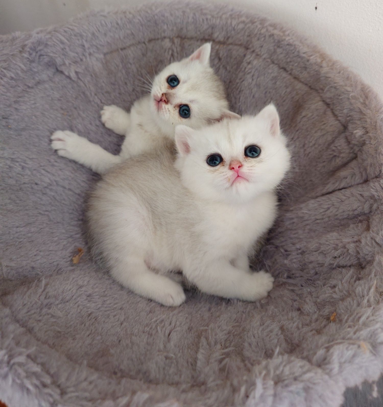 British shorthair
