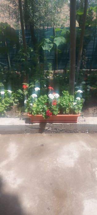 Герань кросата природы