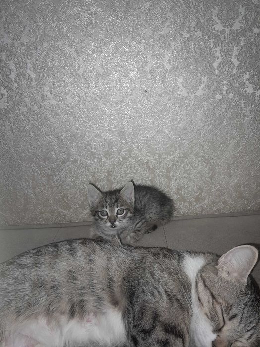 Отдам котят в добрые руки!