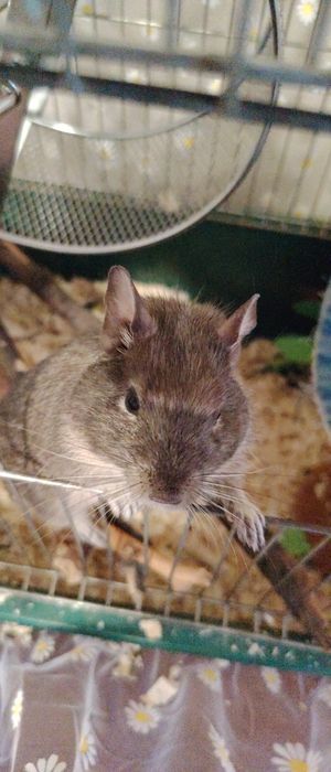 Клетка с дегу заедно!!