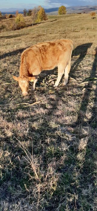 Vaci cu vitei de vanzare !