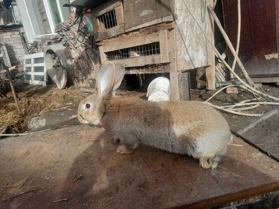 Schimb o femela urias germande de 2 luni sau de vânzare