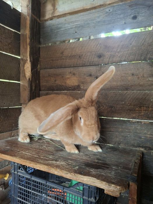 Femela uriaș german