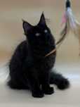 Pisica Maine Coon Femela cu pedigree (WCF AUTORIZATA) Livrarea