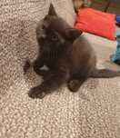 British shorthair