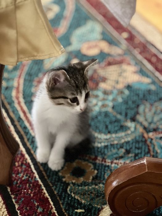 Котята в хорошие руки!