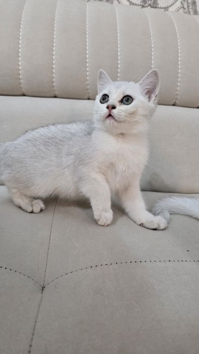 Toza qon Britan seribristiy shinshila sotladi ug'il va qiz