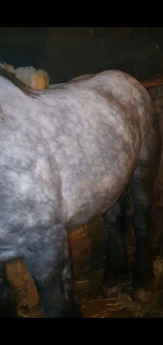 Vând  schimb harmasar de 4 ani