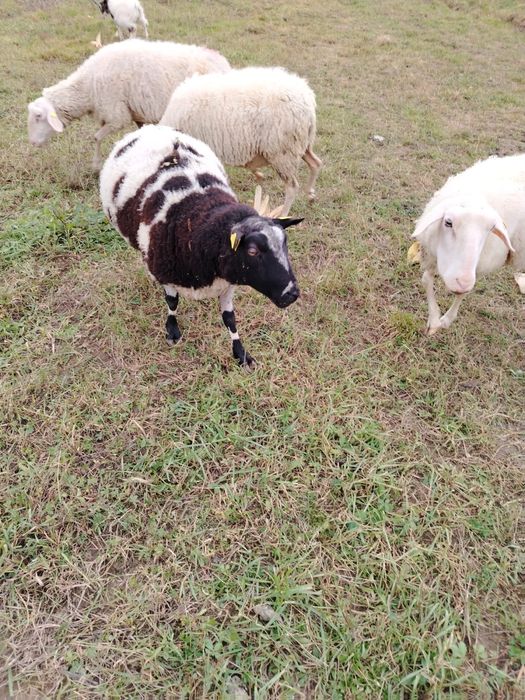 Berbec patat olandez de doi ani