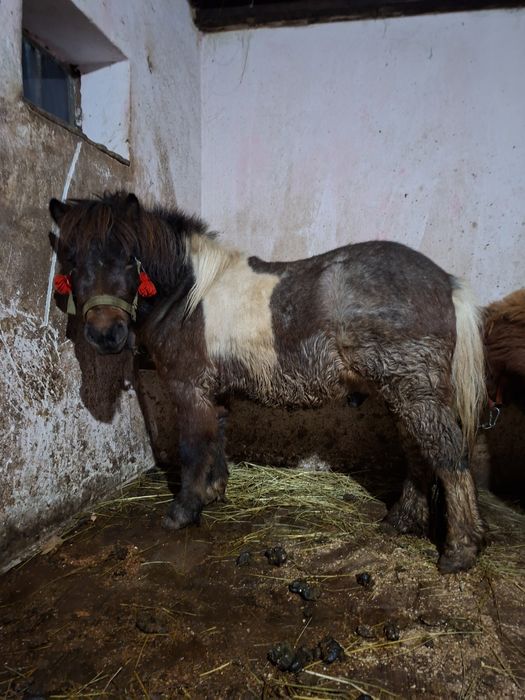 Ponei armăsar talie mică