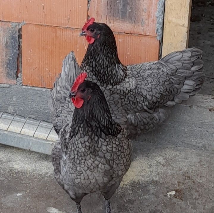 Vând puișori din rasa de gaini Australorp Albastru si Negru