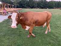 Vaca baltata romaneasca de 6 ani