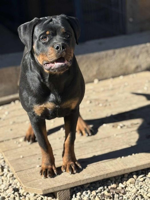 Продавам ротвайлери