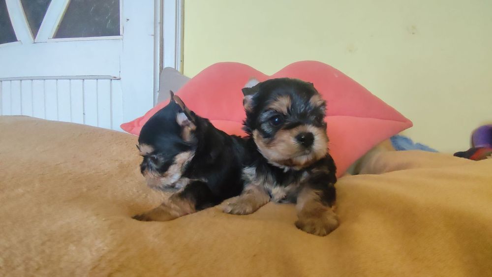 Yorkshire Terrier