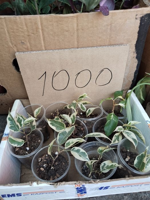 Фикус Старлайт, фикус Кёрли, Дифенбахия Спатифилум