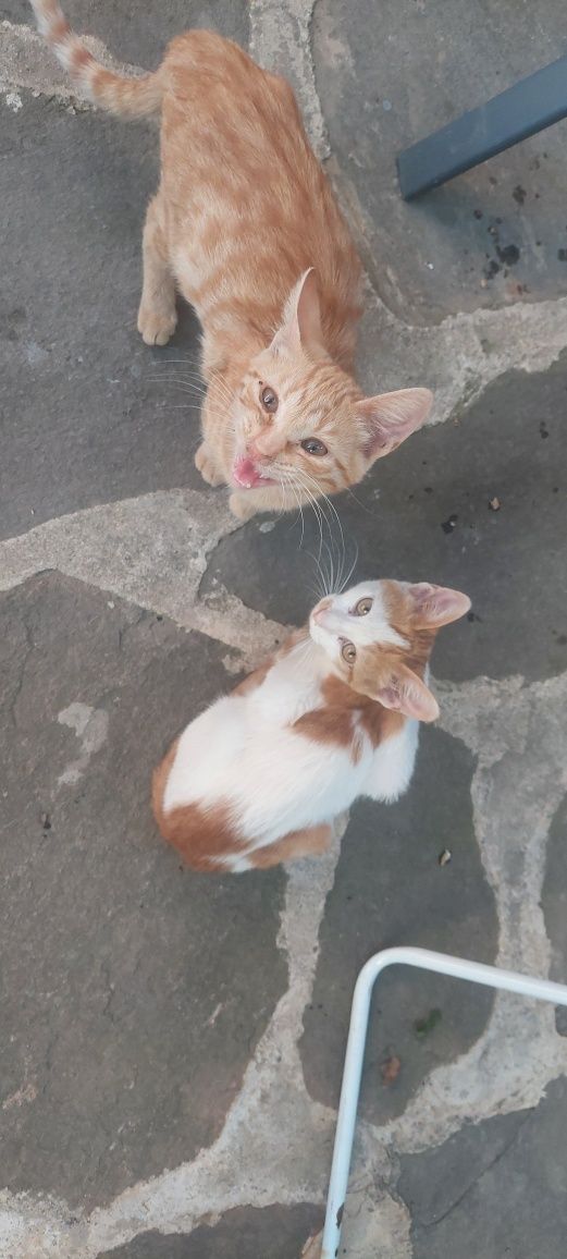 Подарявам котета