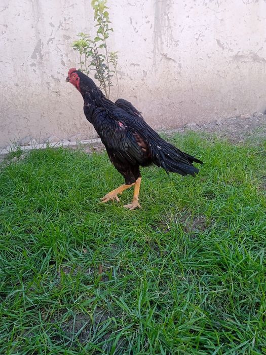 Zõr 2 marta urushgan yutgan