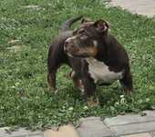 Vând mascul American Bully cu pedigree ABKC