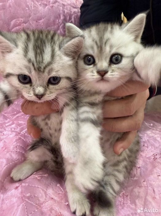 Чистокровные Британские котята 
Дружелюбные, активные, игривые 
1.5 ме