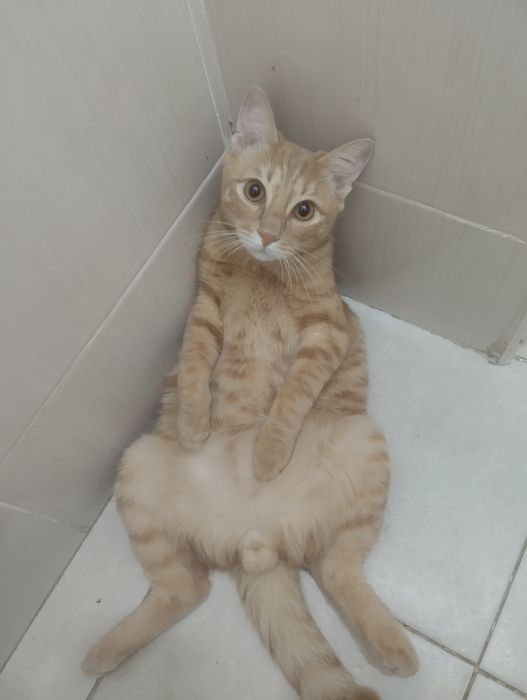 Жаксы баратын адамга беремын. Катты ойыншыл мысык.