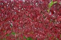 Vita canadiana- Parthenocissus Luleaua Turcului galbena