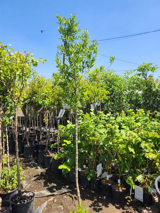 Rodiu Parfianka anul 2 la ghiveci