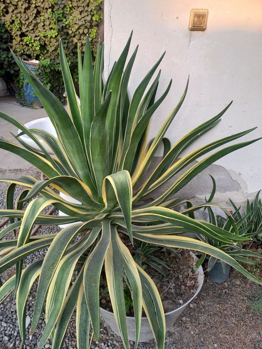 Agava guli narhi 30 000som gul sifati alo darajada