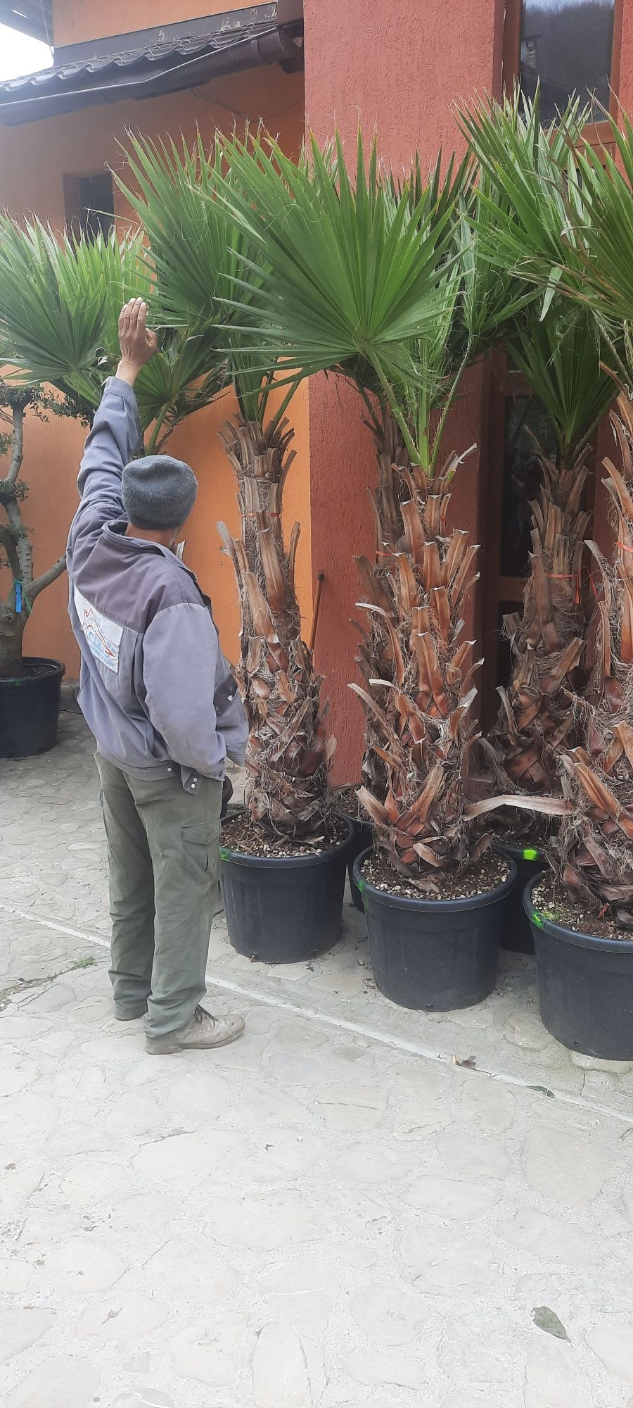 Palmieri plante diferite