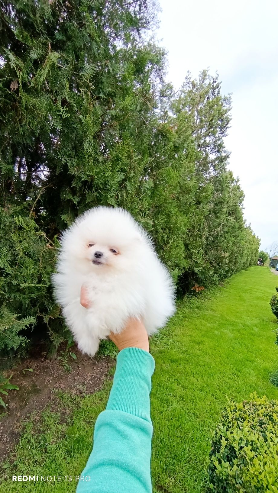 Pomeranian femela mini toy