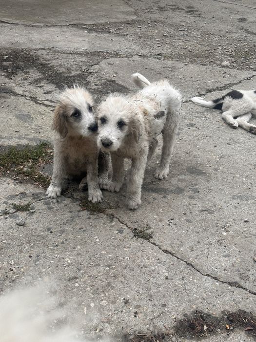 Donez 2 femele ciobanesc romanesc