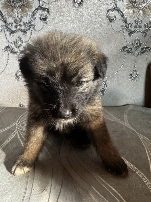 Продаеться 7 щинят хаски, неоторые с окрсом матери,