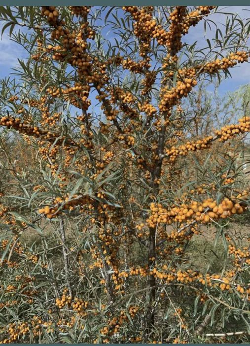Vând fructe de cätină ecologice