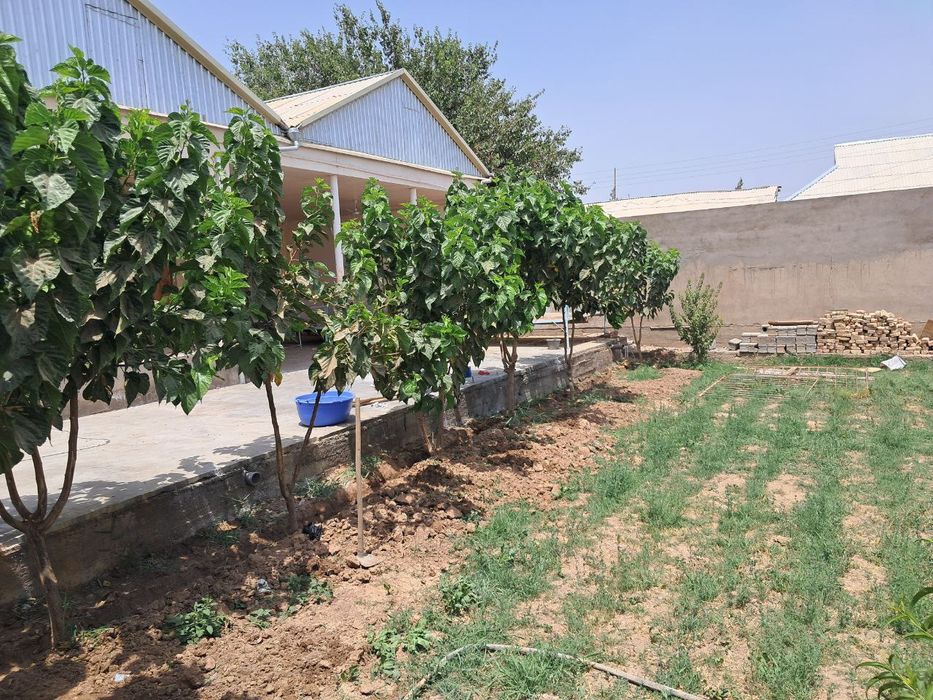 Ховли уй , намуна  , 8 суток аччик дона партизан ,буюк ипак