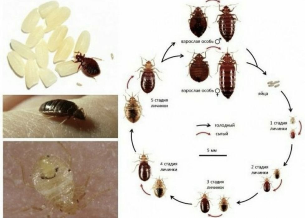 Дезинфекция тараканов, блох, муравьев, комаров