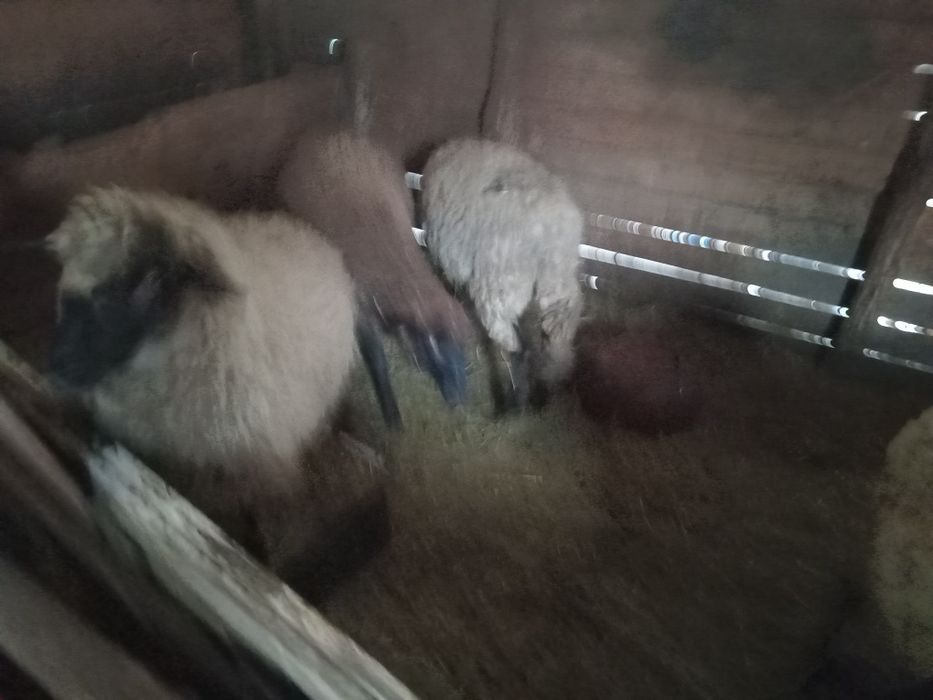 5 Milușe de vânzare