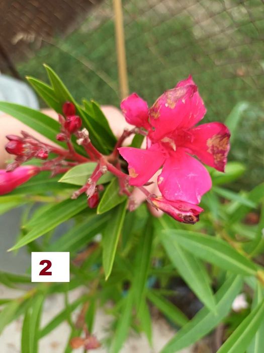 Зокуми,Олеандри,Лян