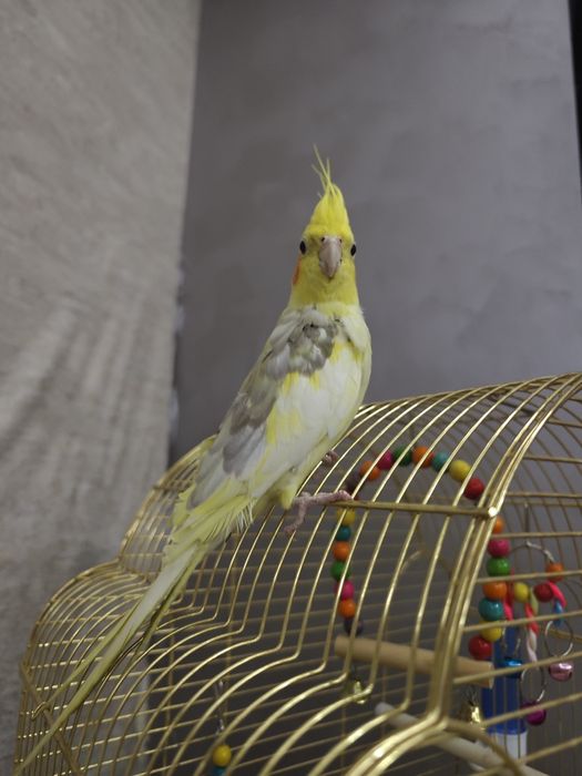 Karella nar oʻgʻil bola sotiladi