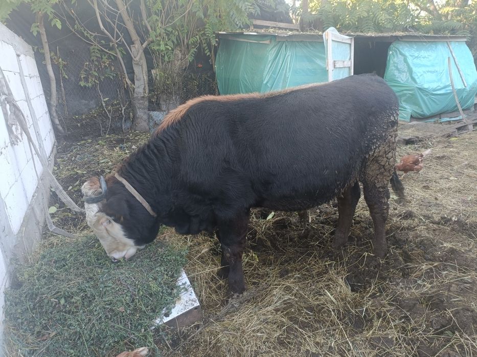 Taur  vanzare 7 luni