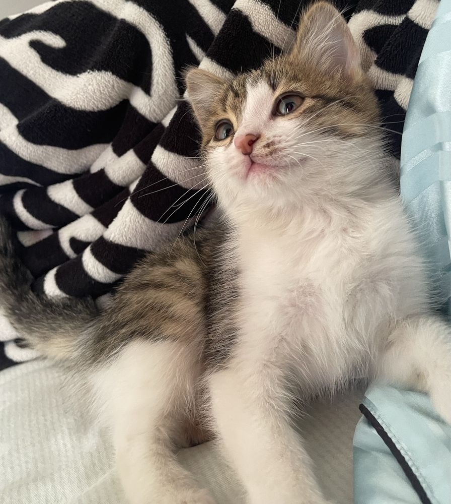Котенек 3 месяц.