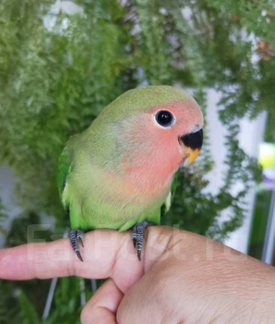 Попугаи неразлучники для разговора