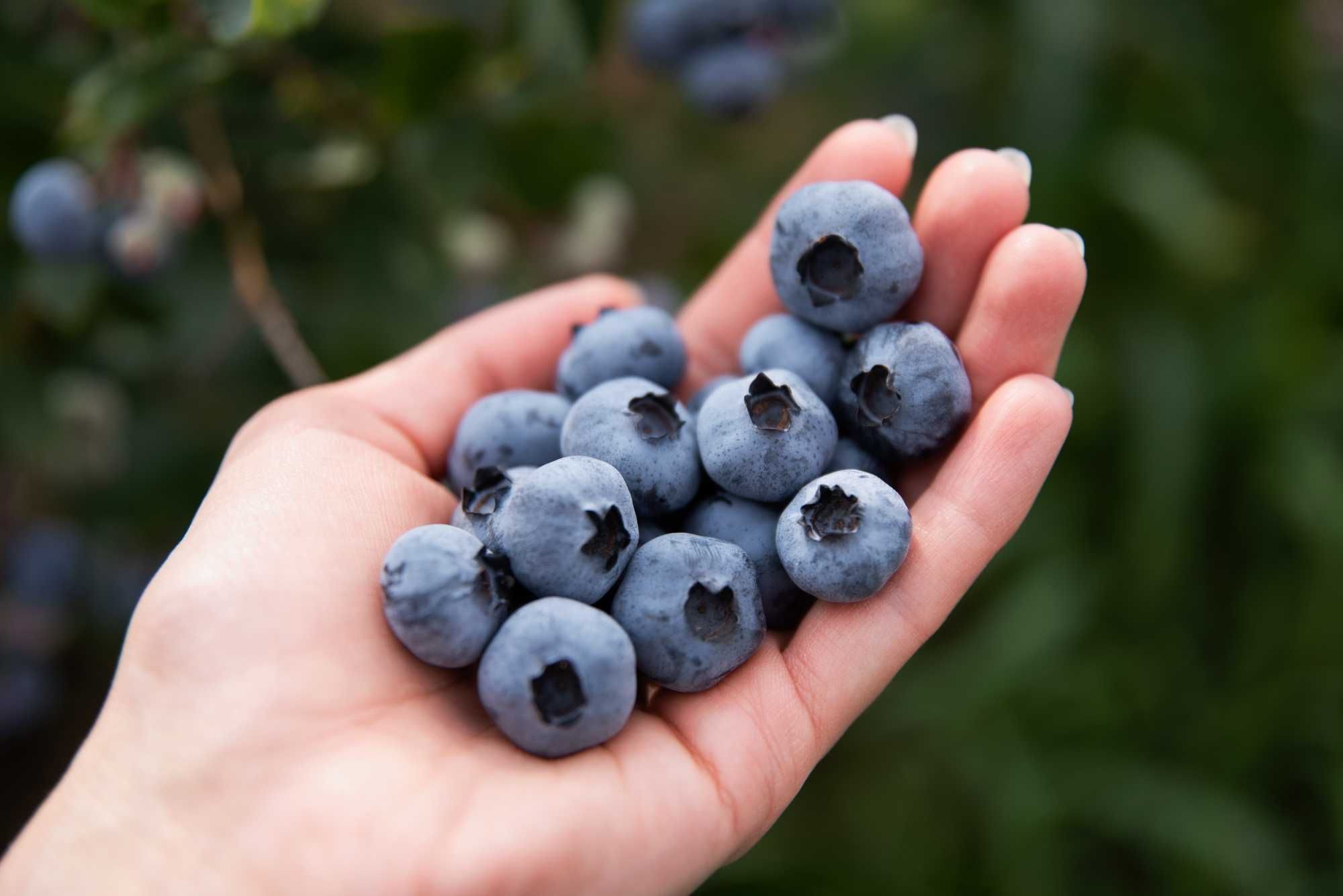 Butasi  la ghiveci Afini ,Aronia ,Agris rosu ,Zmeur, Certificati ECO.