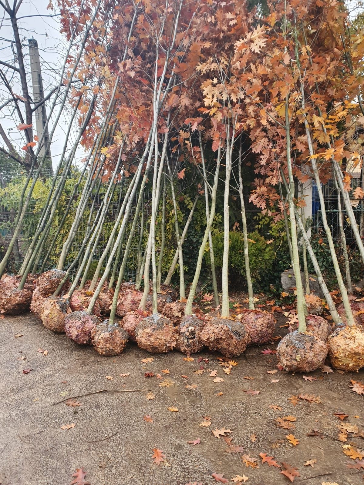 Foioase copaci ornamentali cu radacina pivotanta