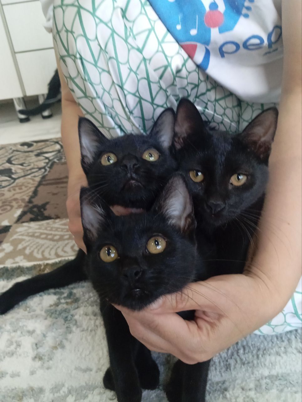 Хадияга мушуклар