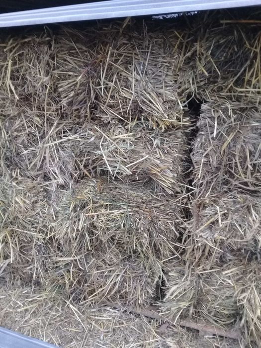 продам сено в тюках суданка в Кокшетау