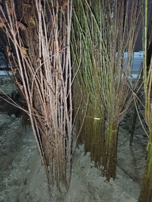 Арча ,мевали ва манзарали кучатлар.саженци ёлки и фруктовые