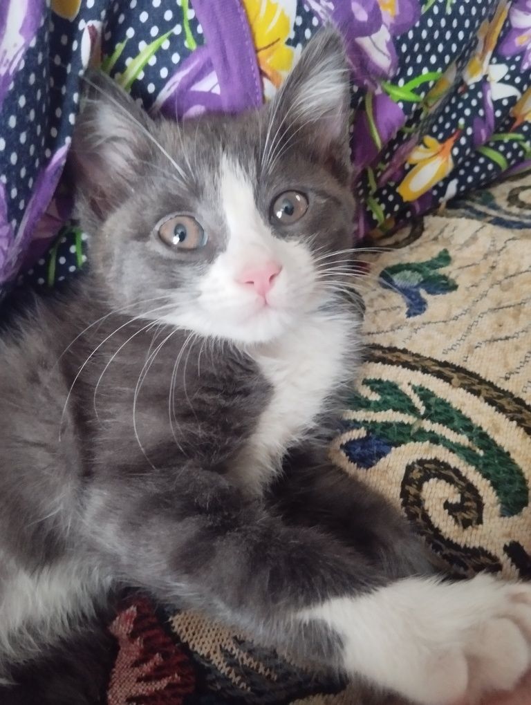 Котик Тема (2,5 мес)