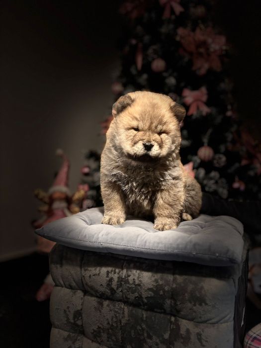 Chow chow pedigree